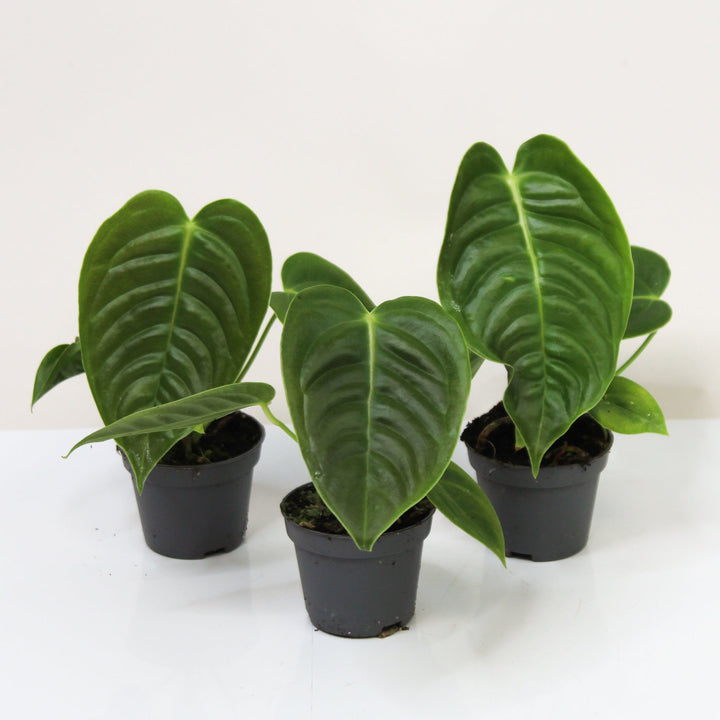 Anthurium Veitchii - Babypflanze Foliage Dreams
