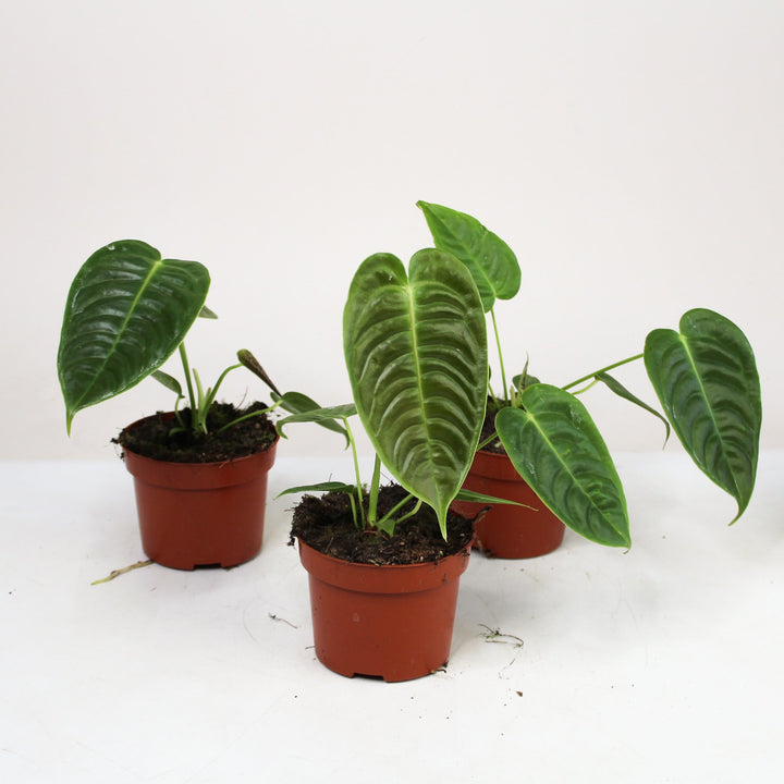 Anthurium Veitchii Foliage Dreams