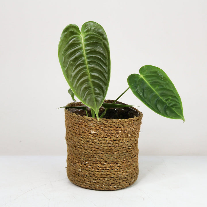 Anthurium Veitchii S Foliage Dreams