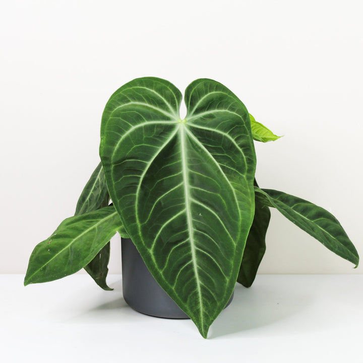 Anthurium villenaorum Foliage Dreams