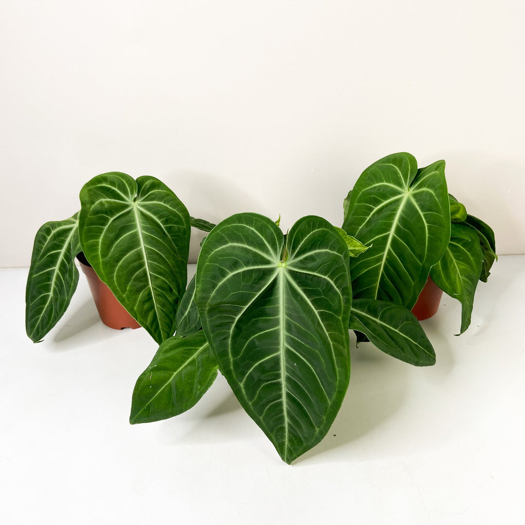 Anthurium villenaorum Foliage Dreams