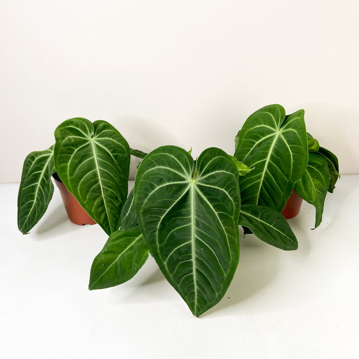 Anthurium villenaorum Foliage Dreams
