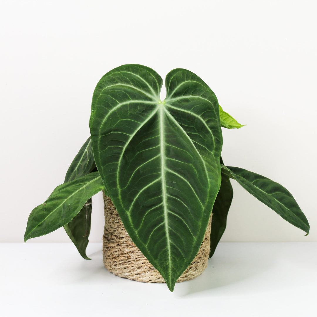 Anthurium villenaorum Foliage Dreams