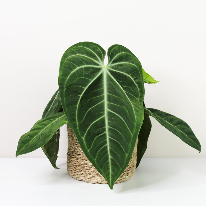Anthurium villenaorum Foliage Dreams