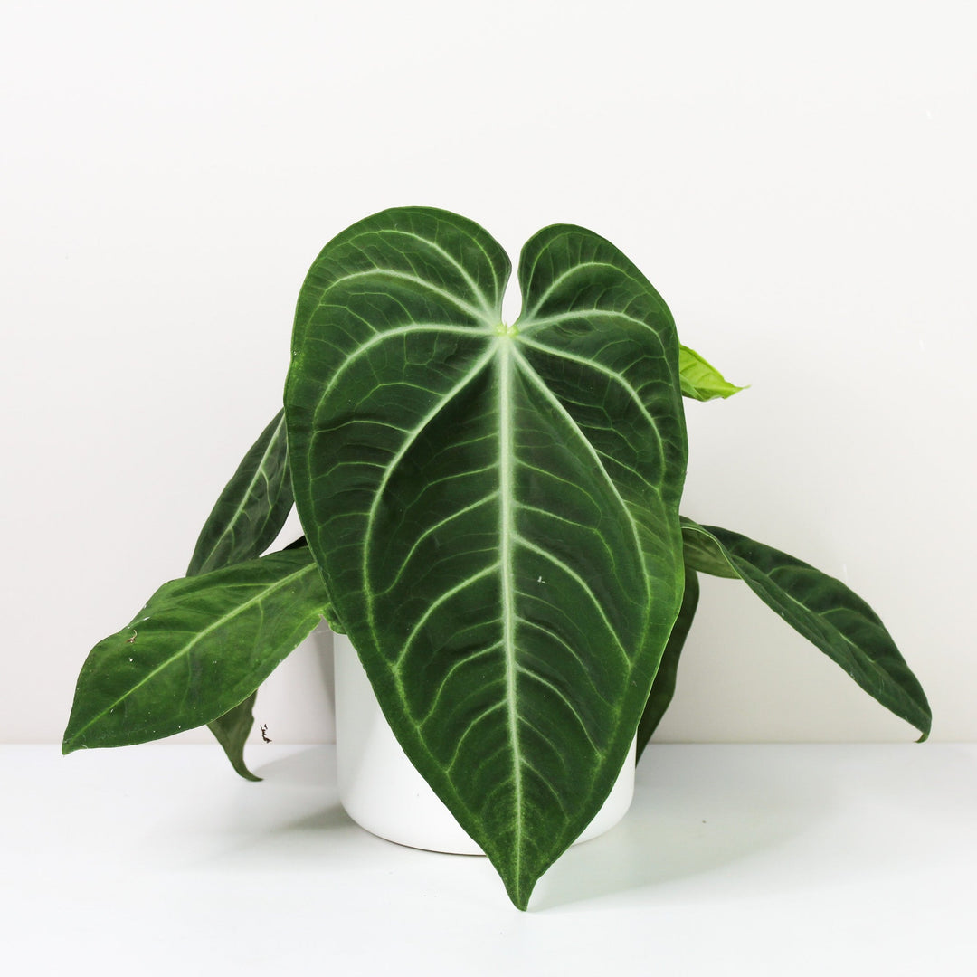 Anthurium villenaorum Foliage Dreams