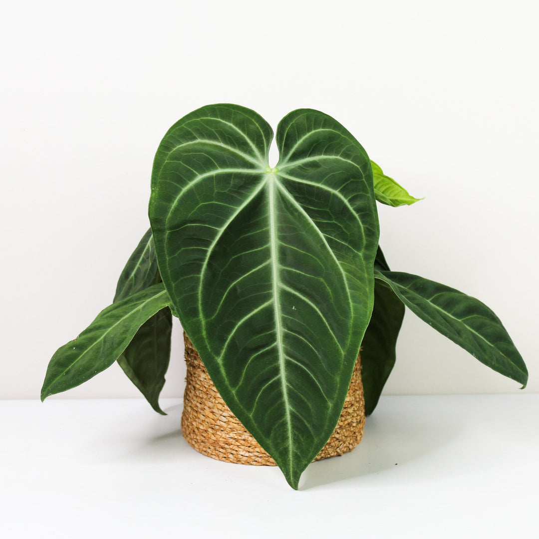 Anthurium villenaorum Foliage Dreams