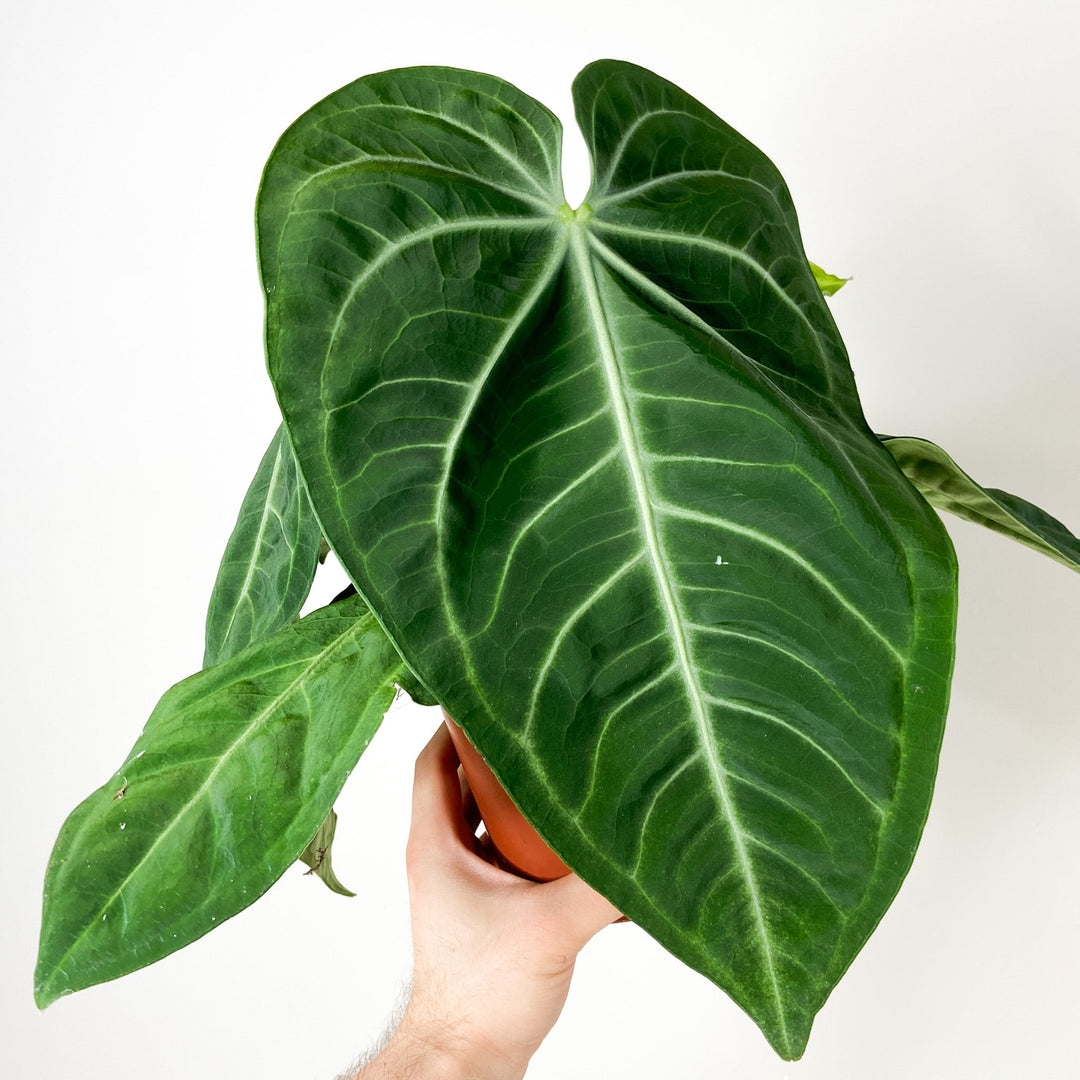 Anthurium villenaorum Foliage Dreams