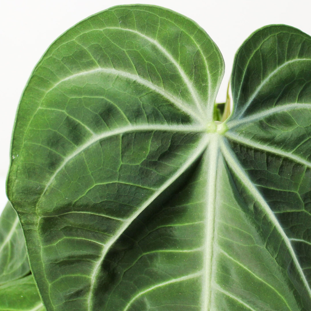 Anthurium villenaorum Foliage Dreams