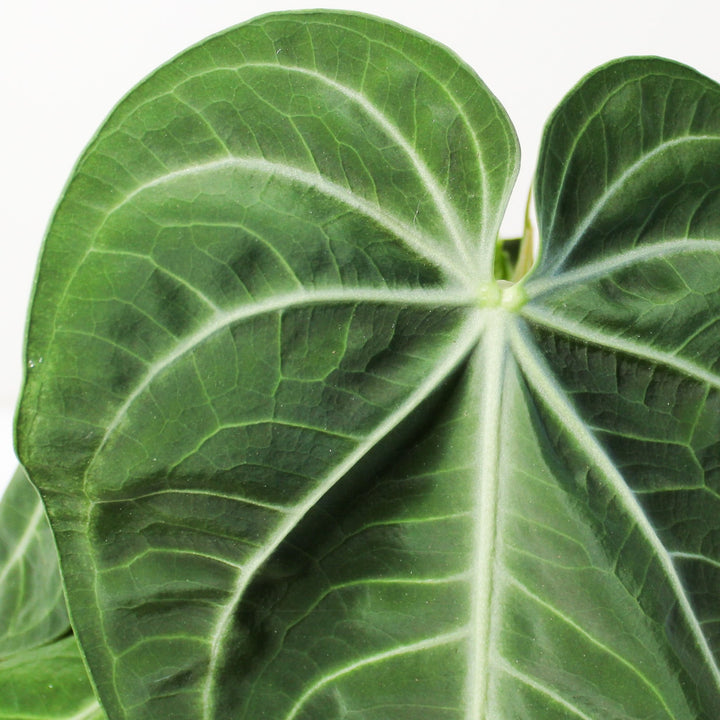 Anthurium villenaorum Foliage Dreams