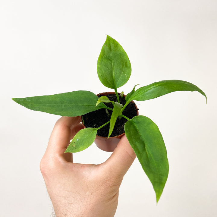 Anthurium Vittarifolium - Babypflanze Foliage Dreams