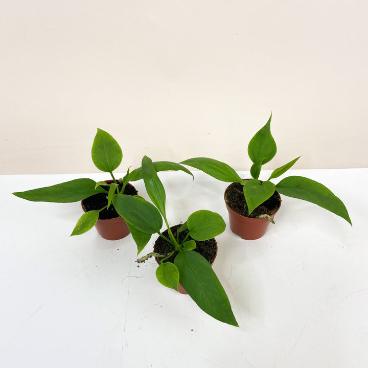 Anthurium Vittarifolium - Babypflanze Foliage Dreams