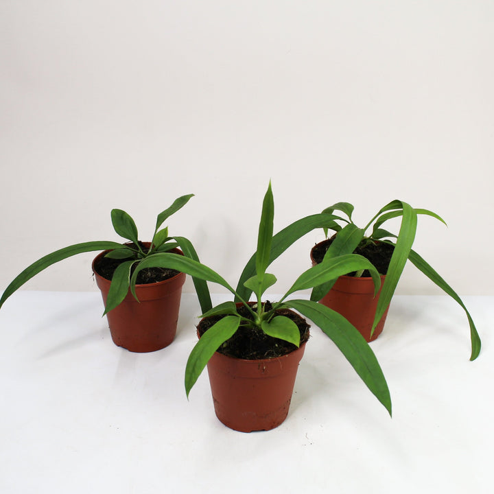 Anthurium Vittarifolium Foliage Dreams