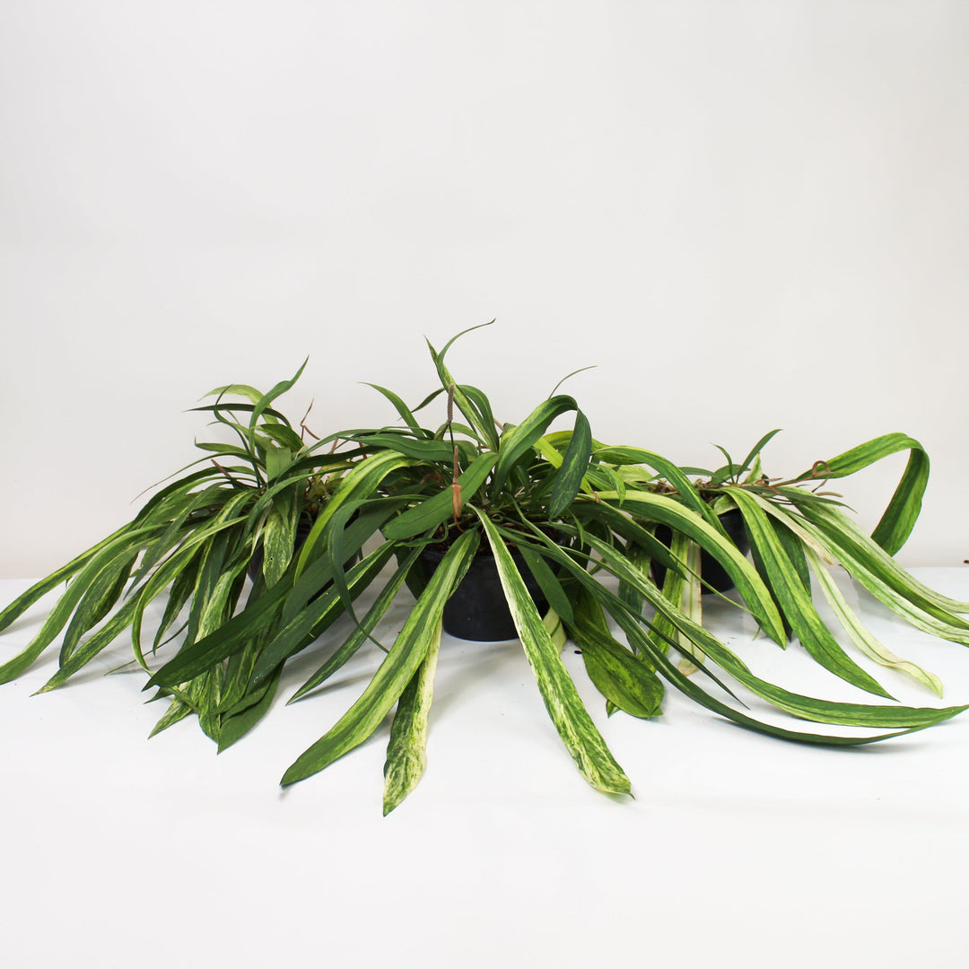 Anthurium Vittarifolium Variegata Foliage Dreams