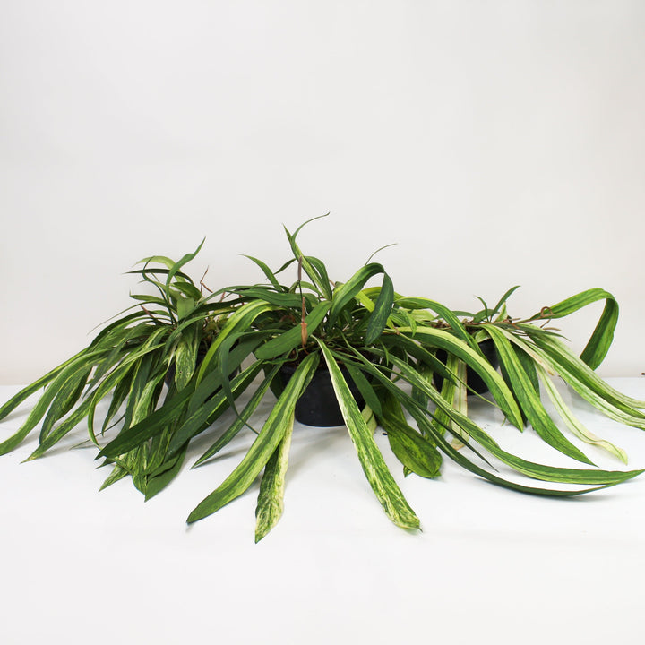 Anthurium Vittarifolium Variegata Foliage Dreams