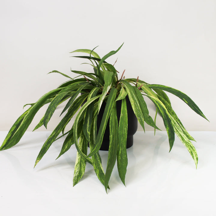 Anthurium Vittarifolium Variegata Foliage Dreams