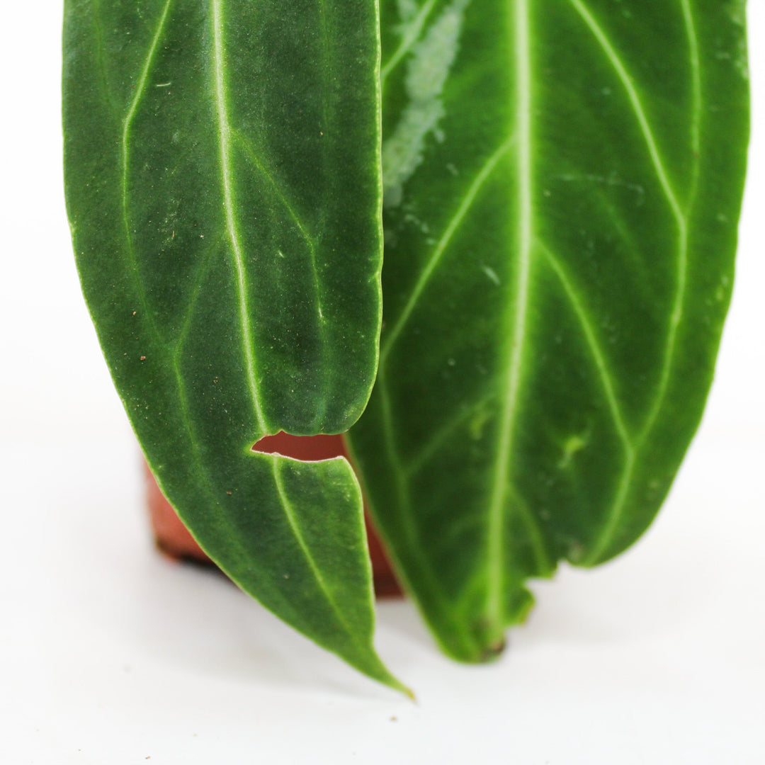 Anthurium Warocqueanum Foliage Dreams