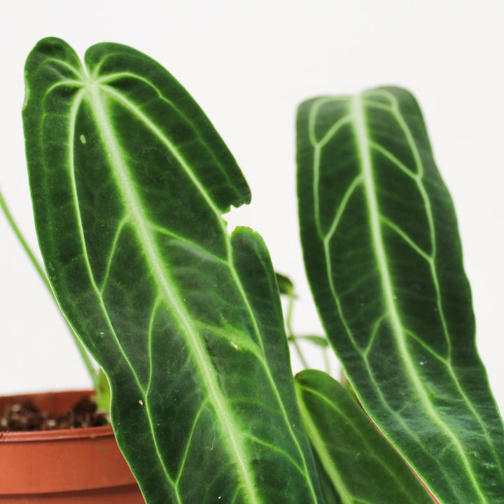 Anthurium Warocqueanum Foliage Dreams