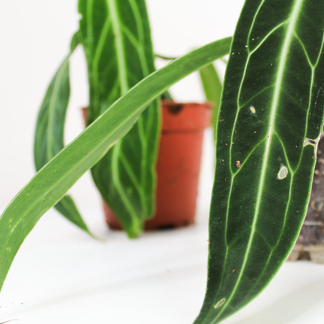 Anthurium Warocqueanum Foliage Dreams