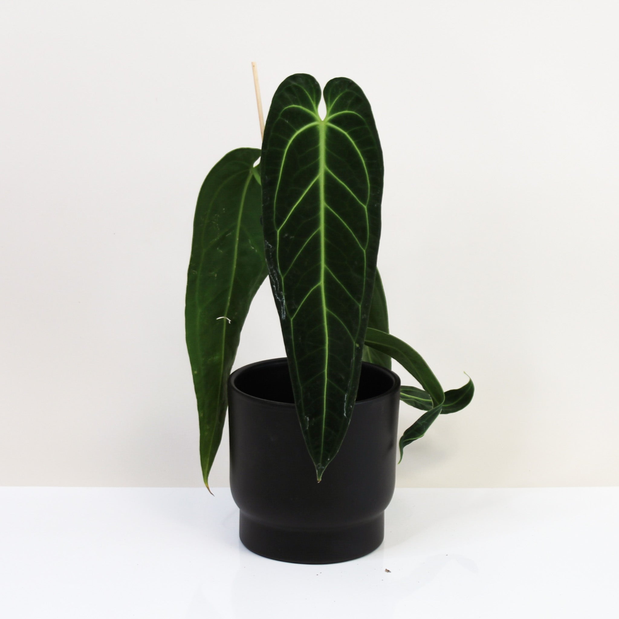 Anthurium Warocqueanum selling #6