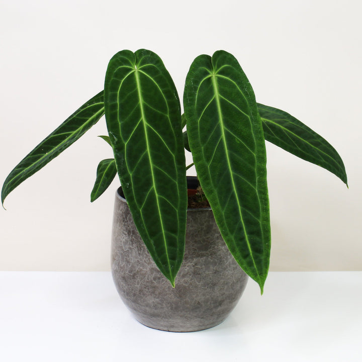 Anthurium Warocqueanum XL Foliage Dreams