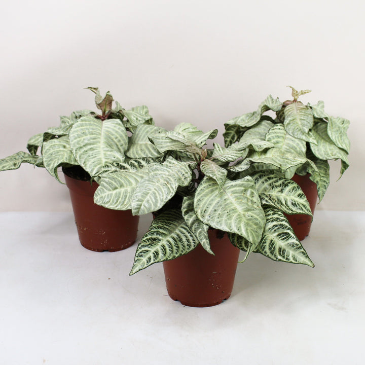 Aphelandra White Wash Foliage Dreams