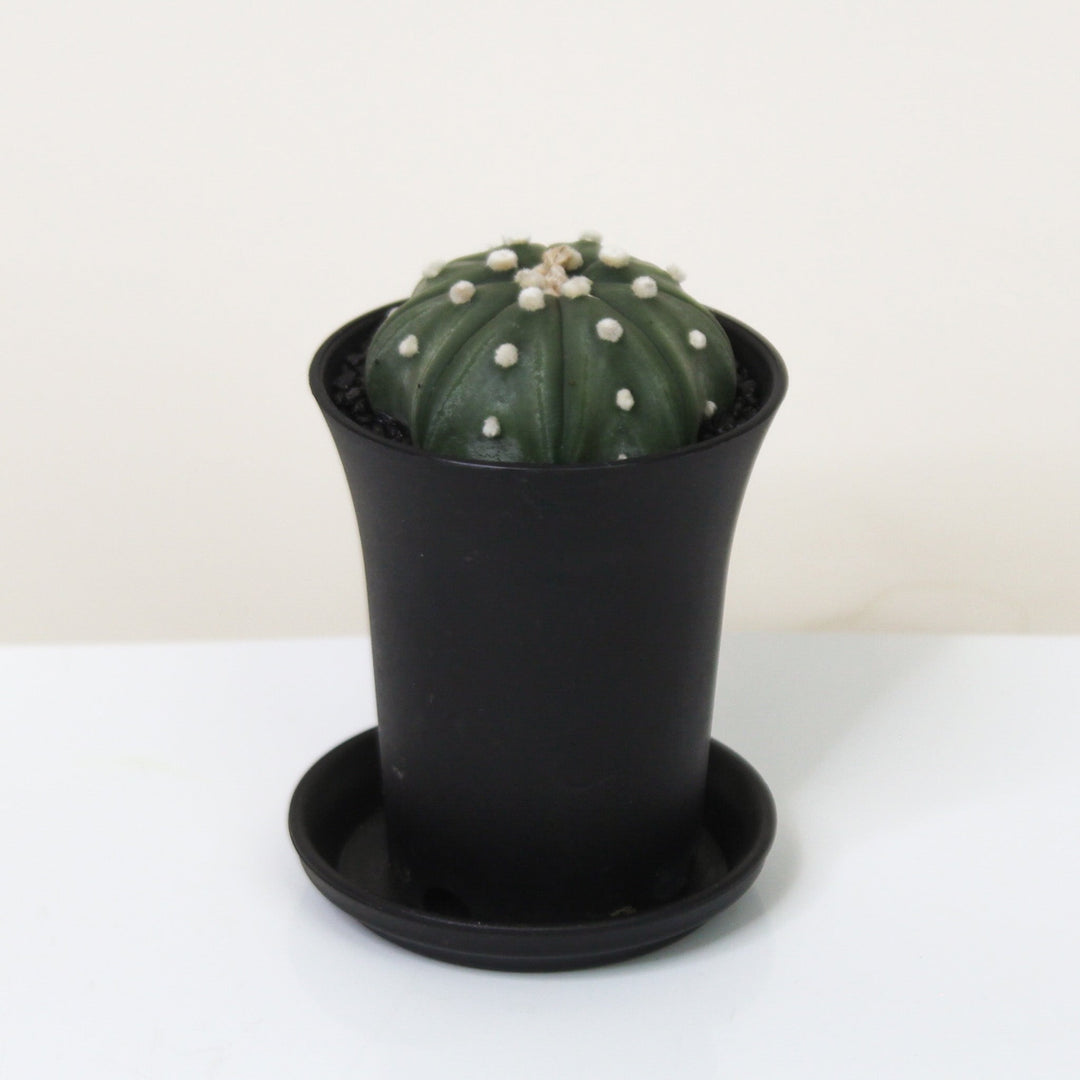 Astrophytum Asterias Fukuryu Foliage Dreams