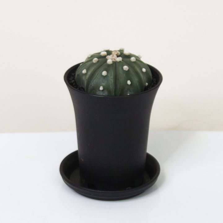 Astrophytum Asterias Fukuryu Foliage Dreams