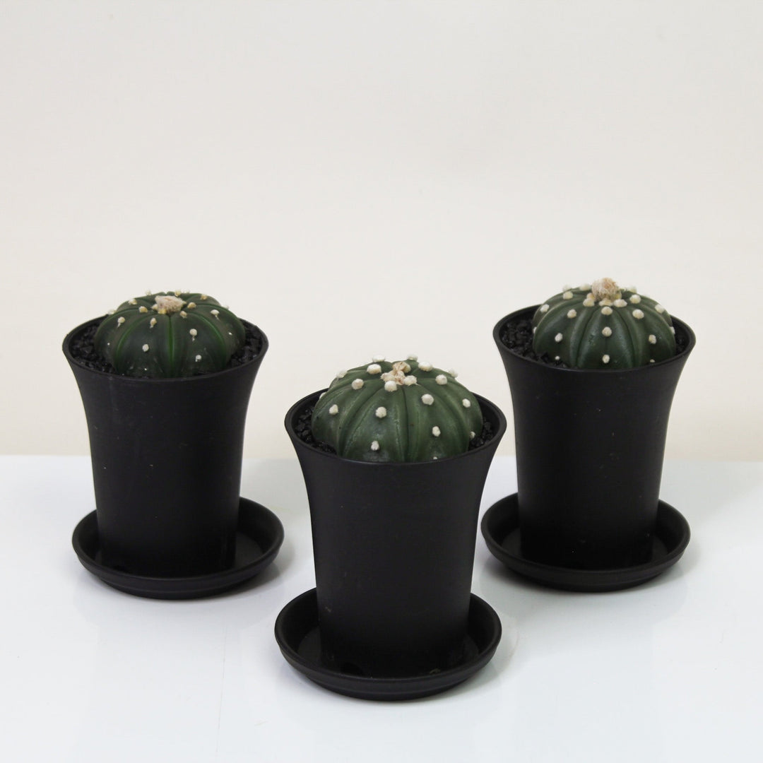 Astrophytum Asterias Fukuryu Foliage Dreams