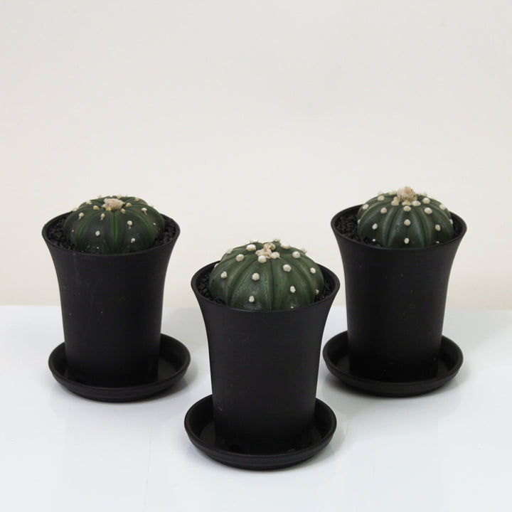 Astrophytum Asterias Fukuryu Foliage Dreams