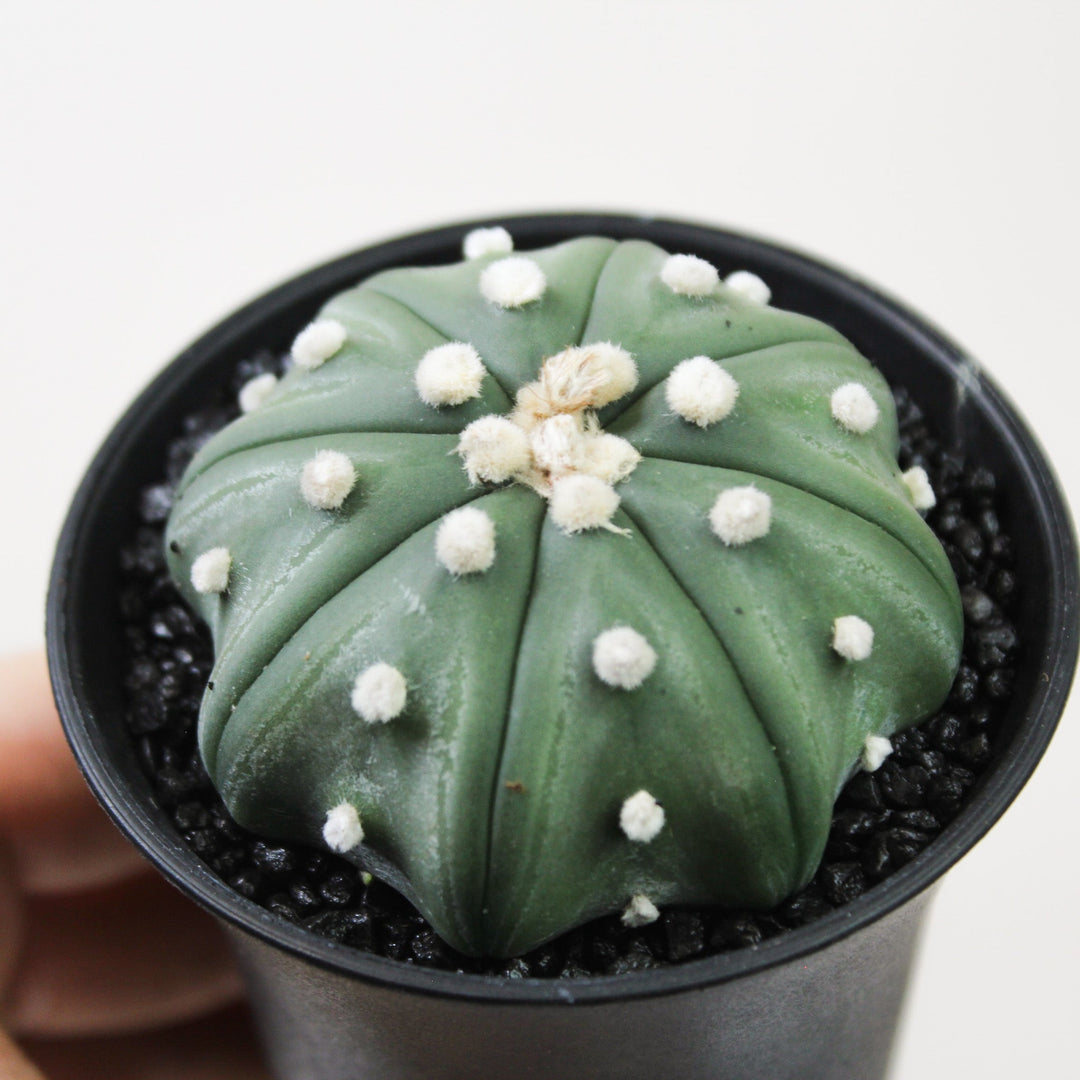 Astrophytum Asterias Fukuryu Foliage Dreams