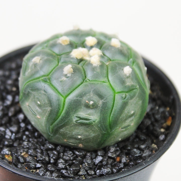 Astrophytum Asterias Kikko Lizard Foliage Dreams