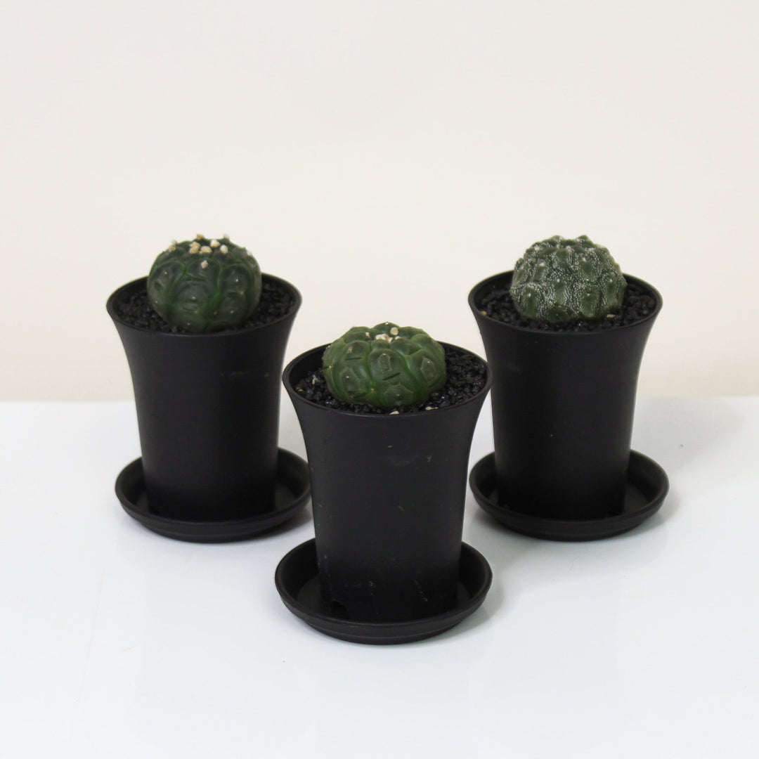 Astrophytum Asterias Kikko Lizard Foliage Dreams