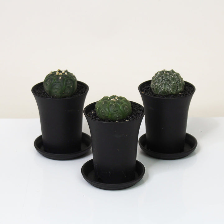 Astrophytum Asterias Kikko Lizard Foliage Dreams