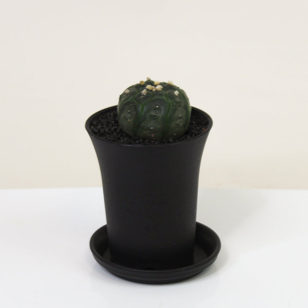 Astrophytum Asterias Kikko Lizard Foliage Dreams