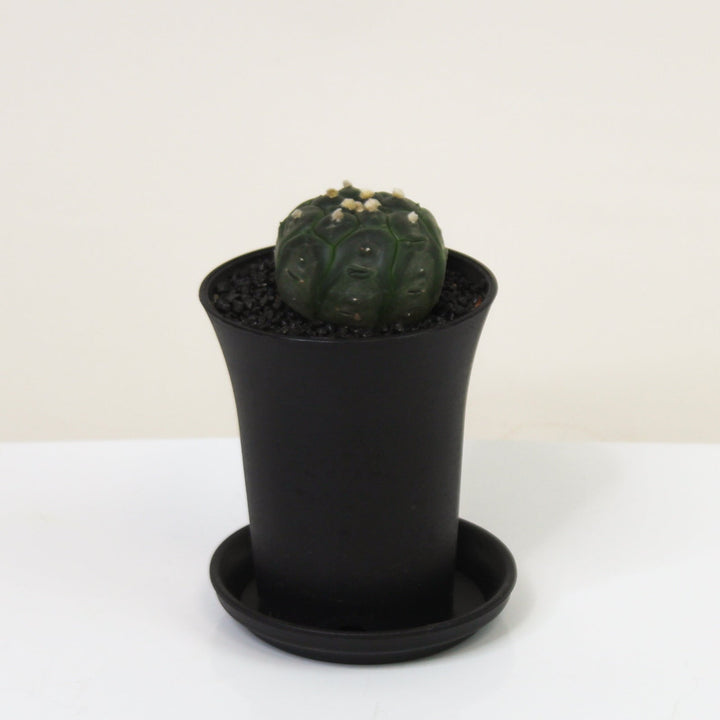 Astrophytum Asterias Kikko Lizard Foliage Dreams