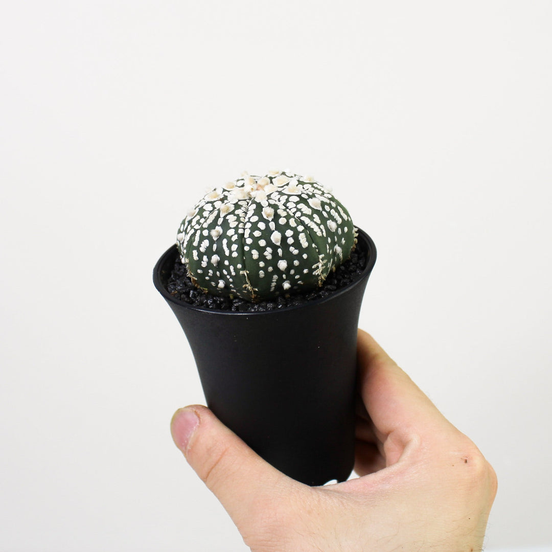 Astrophytum Asterias Foliage Dreams