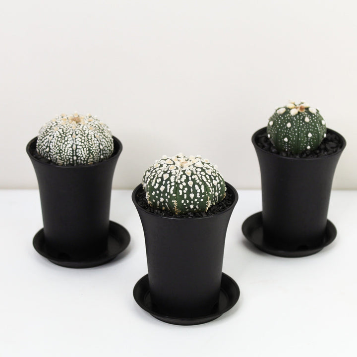Astrophytum Asterias Foliage Dreams