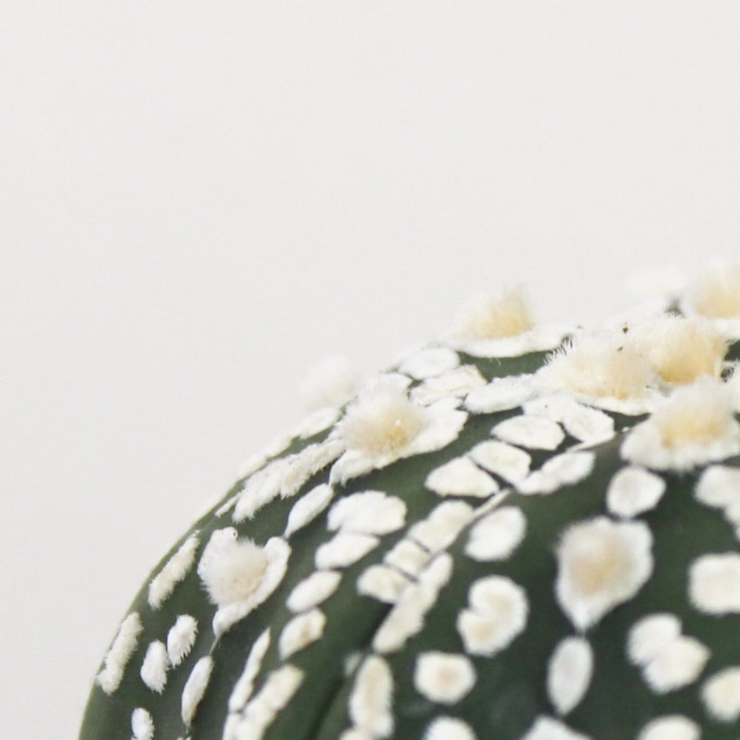 Astrophytum Asterias Foliage Dreams