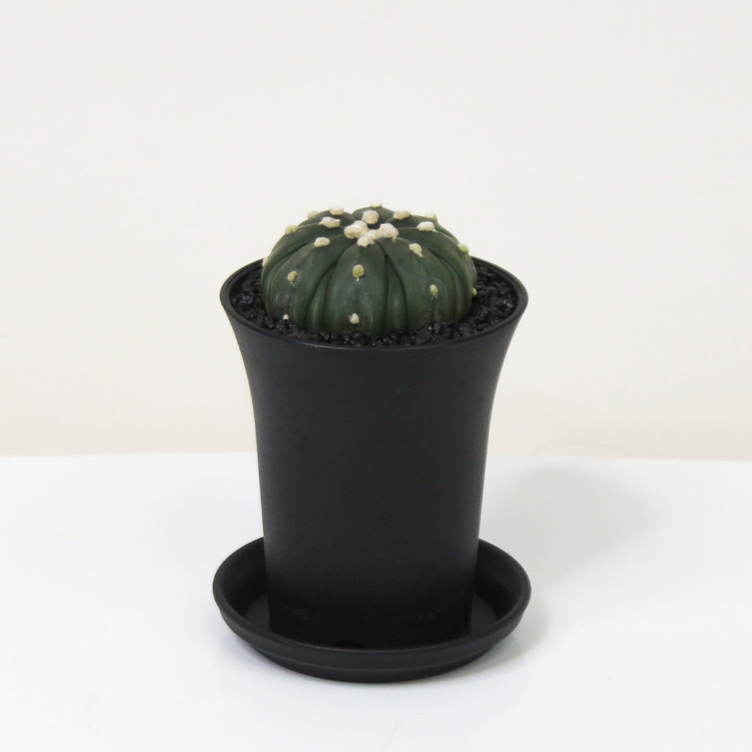 Astrophytum Asterias Starshape Foliage Dreams