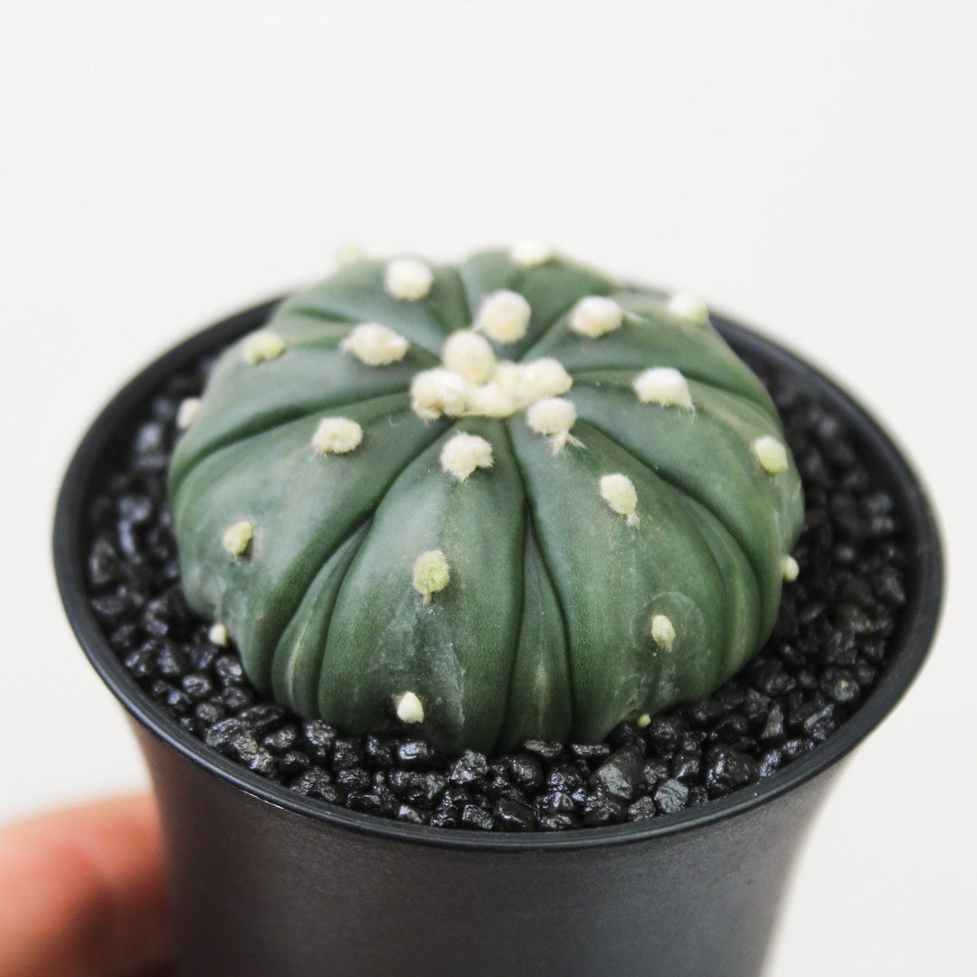 Astrophytum Asterias Starshape Foliage Dreams