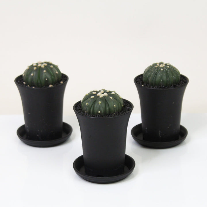 Astrophytum Asterias Starshape Foliage Dreams