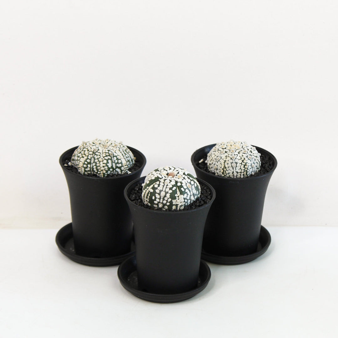 Astrophytum Asterias Super Kabuto Foliage Dreams