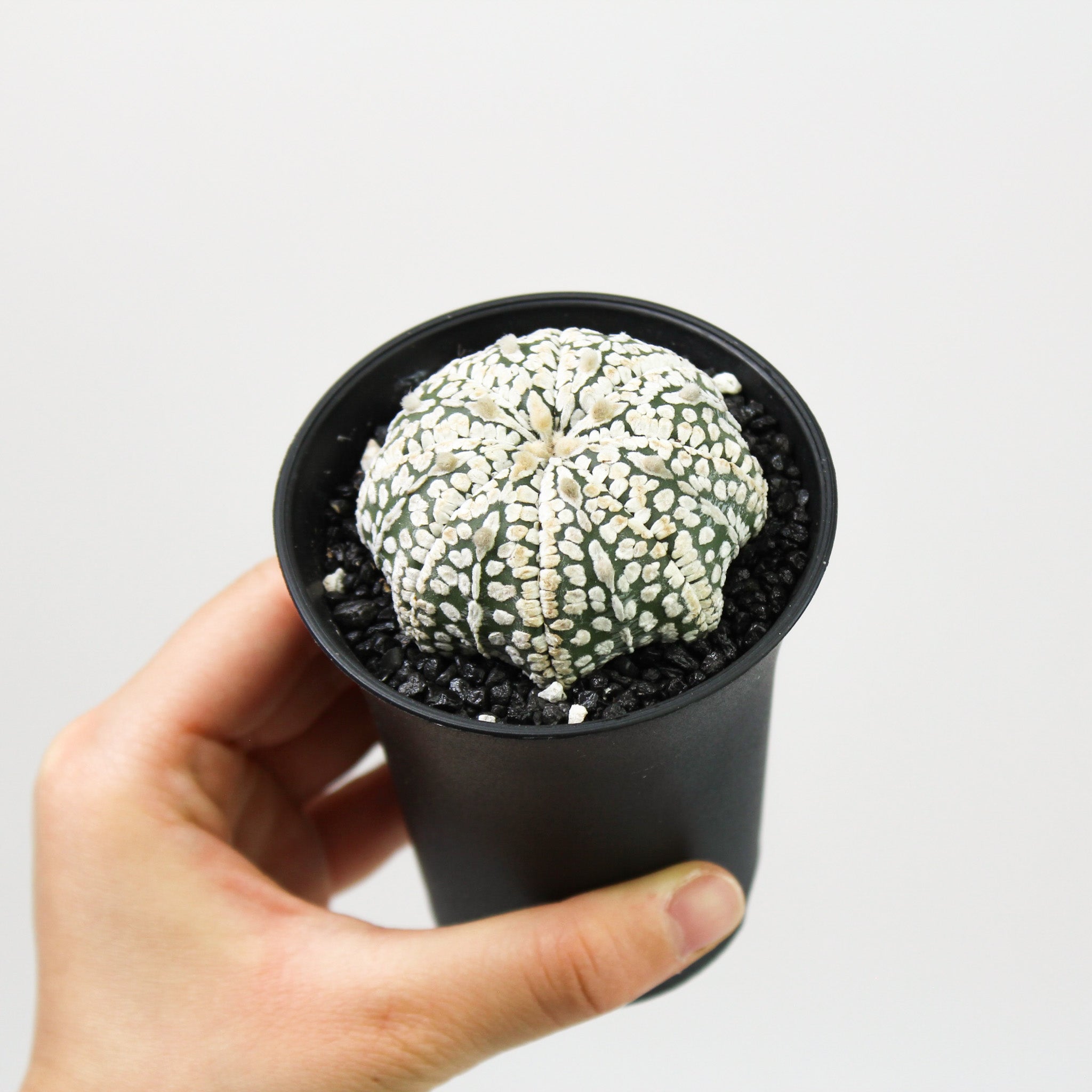 Astrophytum Asterias Super Kabuto – Foliage Dreams