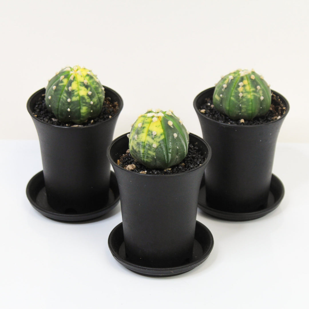 Astrophytum Asterias Variegata (Kaktus) Foliage Dreams