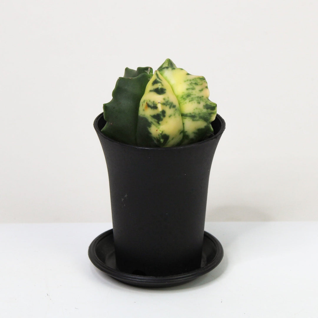 Astrophytum Myriostigma Variegata (Kaktus) Foliage Dreams