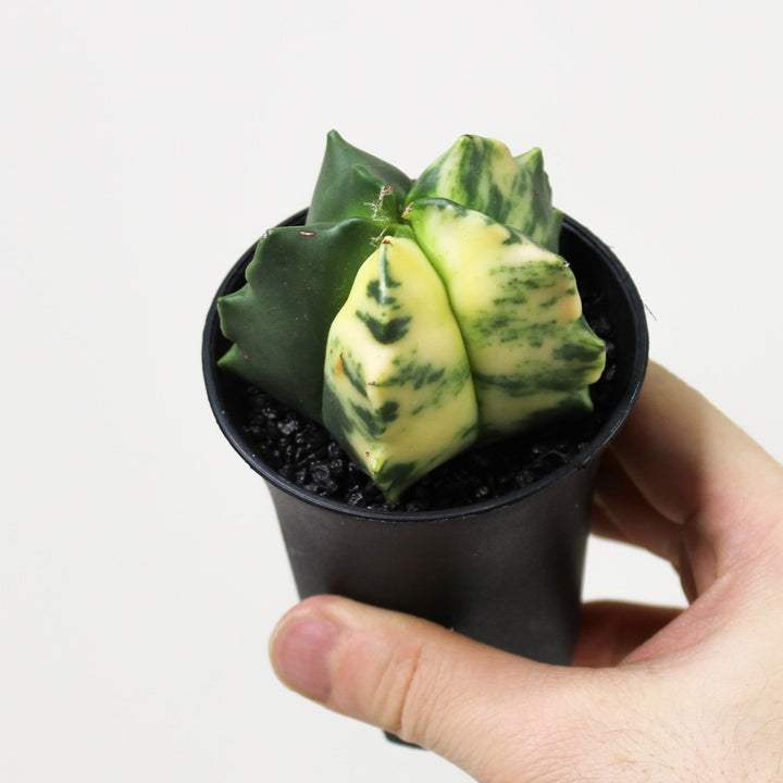 Astrophytum Myriostigma Variegata (Kaktus) Foliage Dreams
