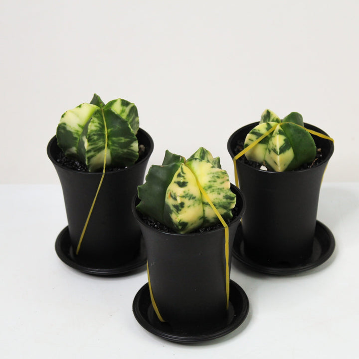 Astrophytum Myriostigma Variegata (Kaktus) Foliage Dreams