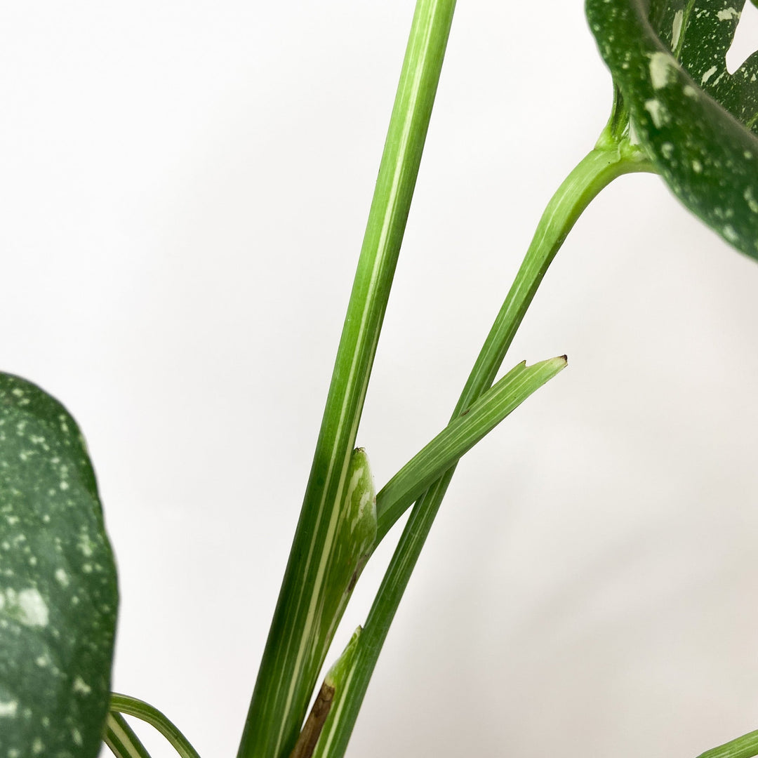 B-Ware Pflanzen Foliage Dreams