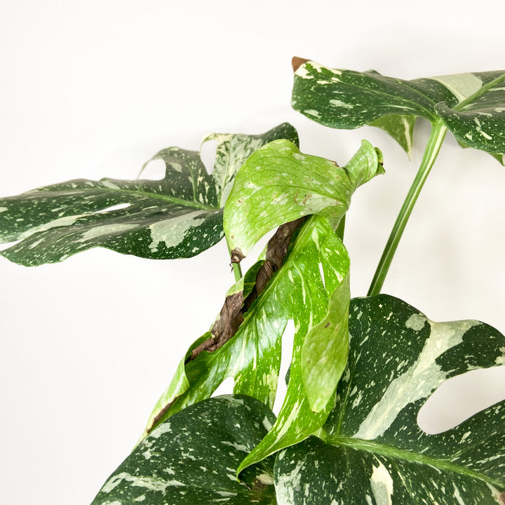 B-Ware Pflanzen Foliage Dreams