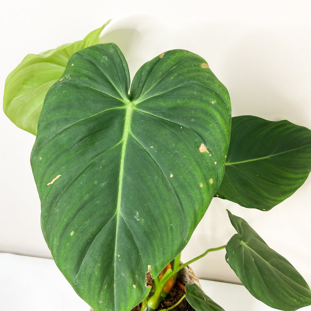 B-Ware Pflanzen Foliage Dreams